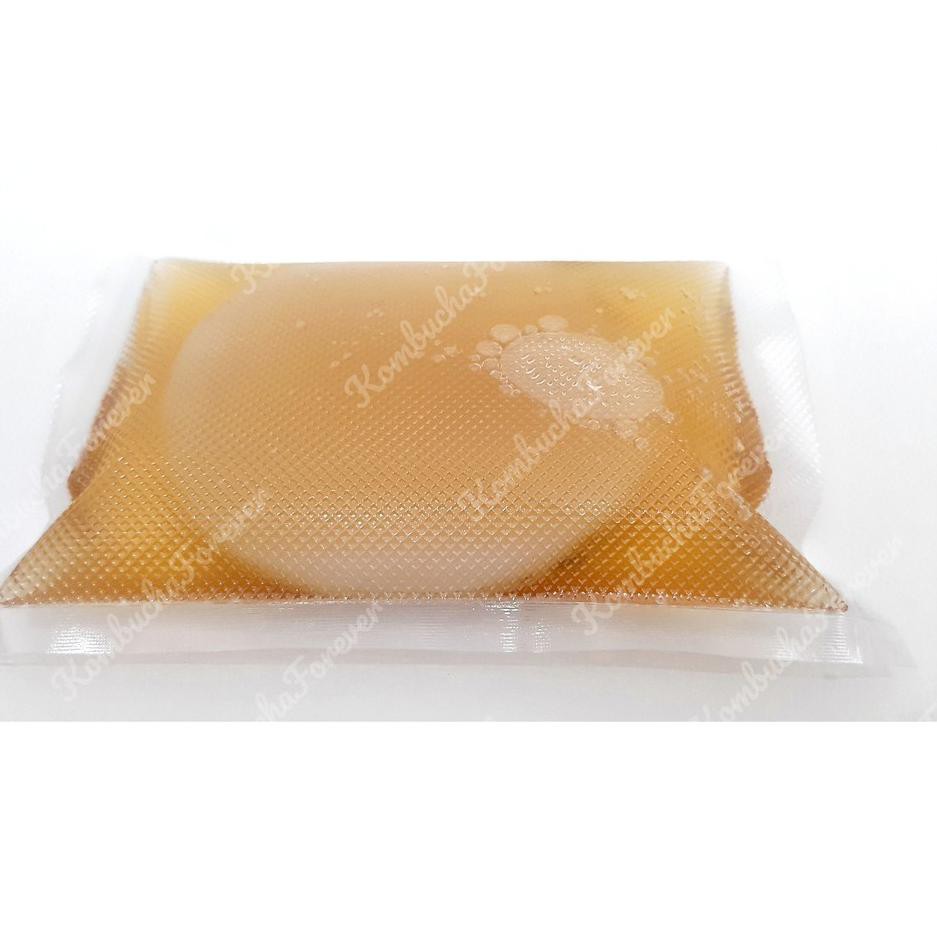 

SKZ Bibit Scoby Jamur Kombucha Premium Organik PI Sale¯