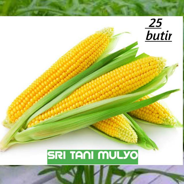 25 Biji - Benih Bibit Jangung Manis JAMBORE F1 - Jangung Madu Jagung Kuning  - Bibit Sayuran