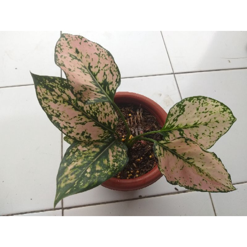 aglonema komkom orange