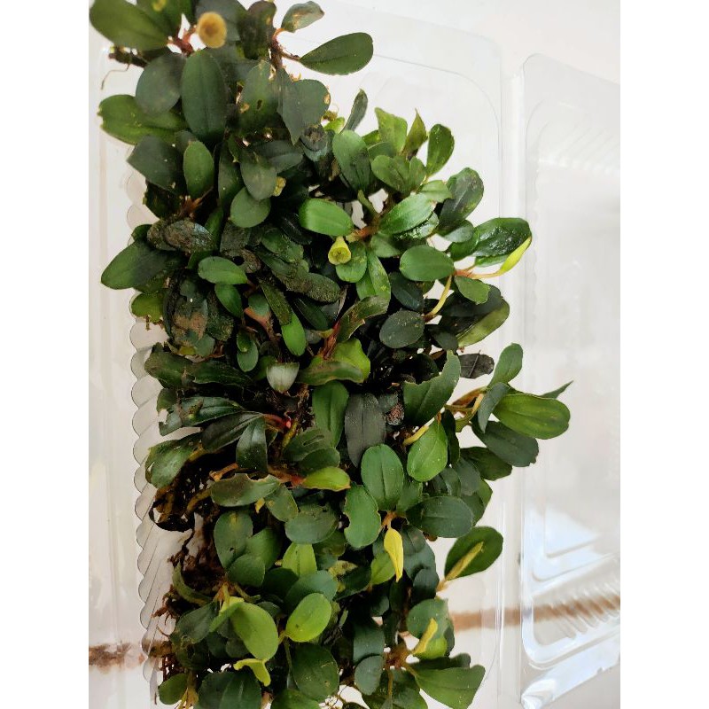 Buce phalandra sp mini