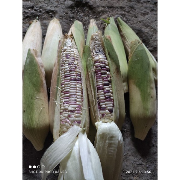 

Jagung Ketan/jagung pulut cap RASANYA, kemasan 1kg