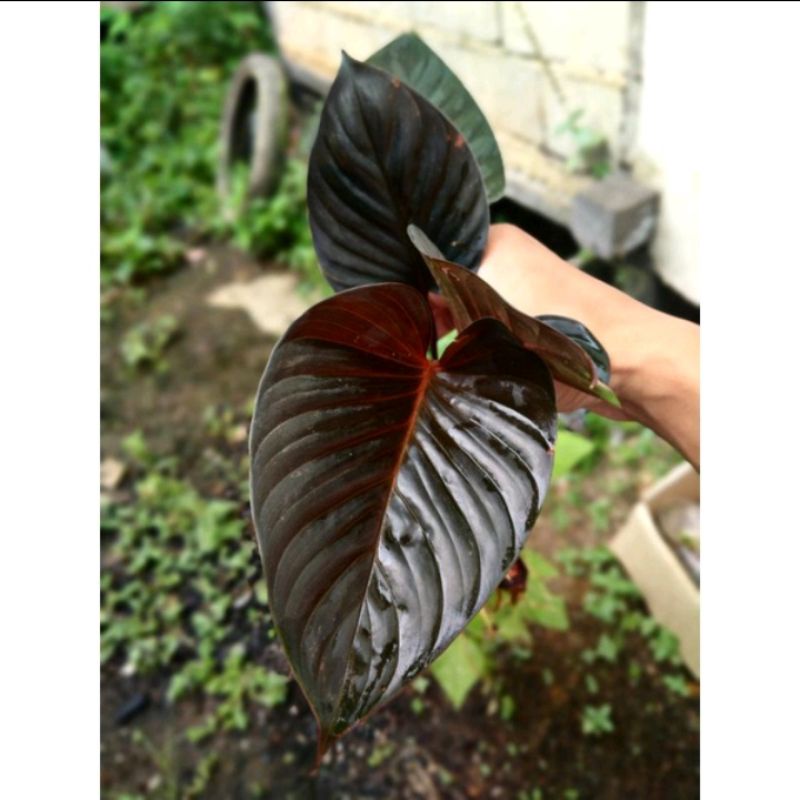 Homalomena black cardinal