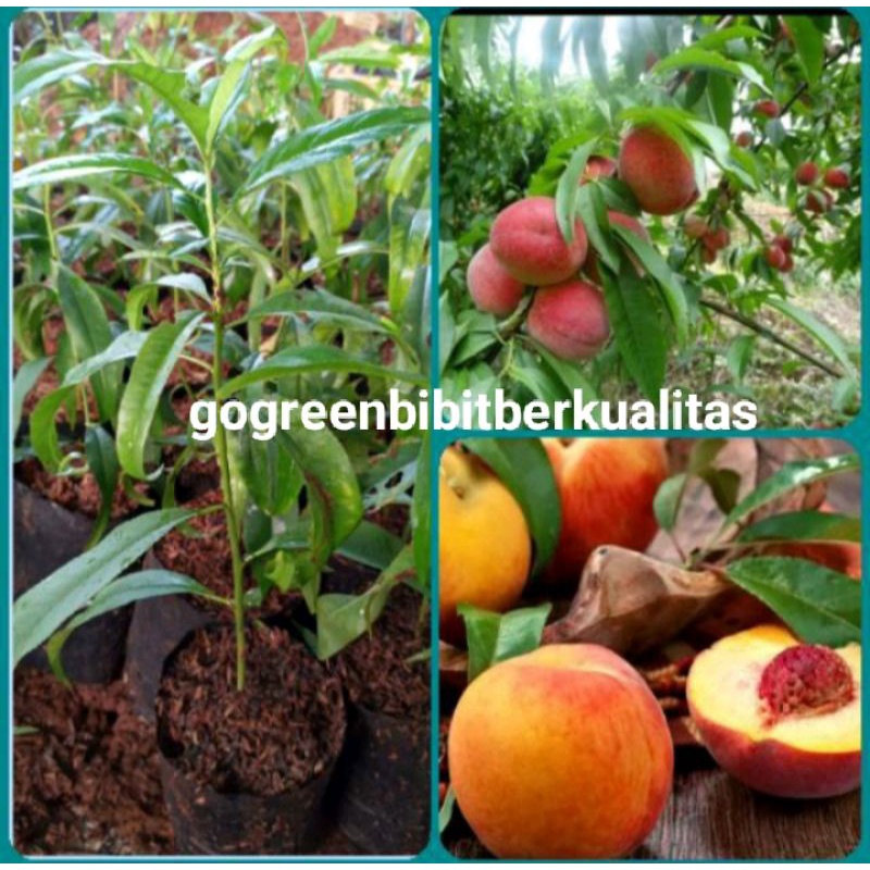 Bibit Buah Persik/white holland peach