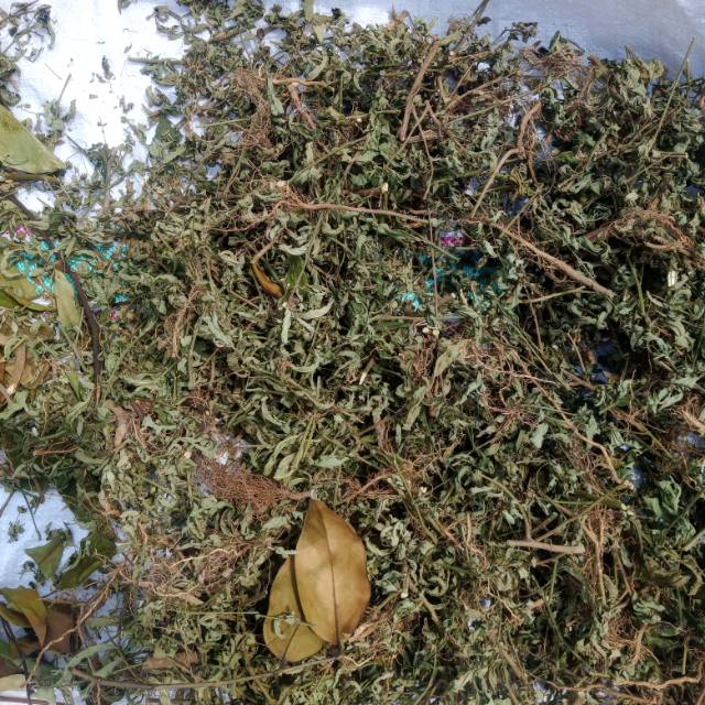 

Jual sadagori kering,sidaguri