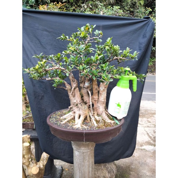 bonsai beringin elegan