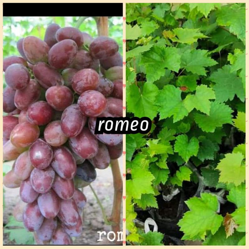 bibit anggur Romeo import stek batang