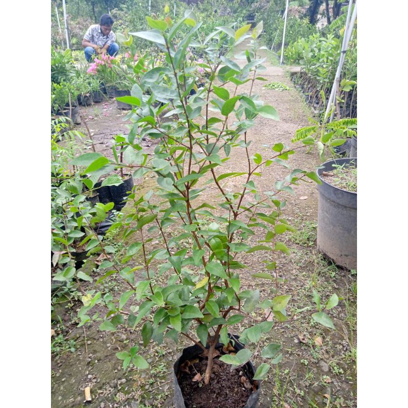 bibit dewandaru/ sianto
