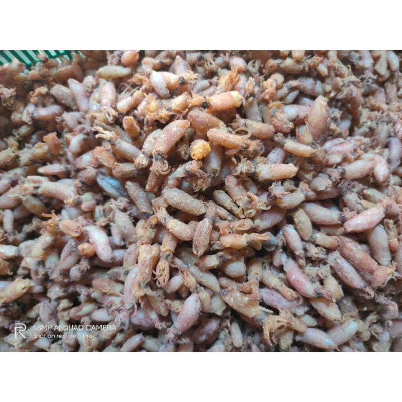 

Baby cumy 0,5-2cm 100gr