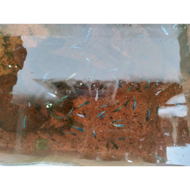 

Cupang Murah Line Nemo