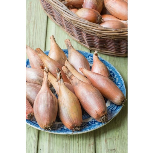 Benih Bibit Biji - Onion Shallot Zebrune Bawang Merah Pisang Seeds - IMPORT - Panen Dalam 100 Hari