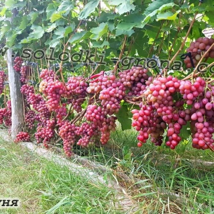 Bibit anggur import dashunia Grafting Siap Berbuah