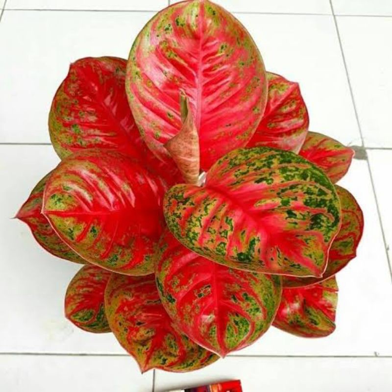 AGLONEMA WULANDARI.[BIBIT]