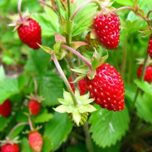 Bibit Tanaman Strawberry Alpine Golden Strawberry Alexandaria (sudah berbuah)