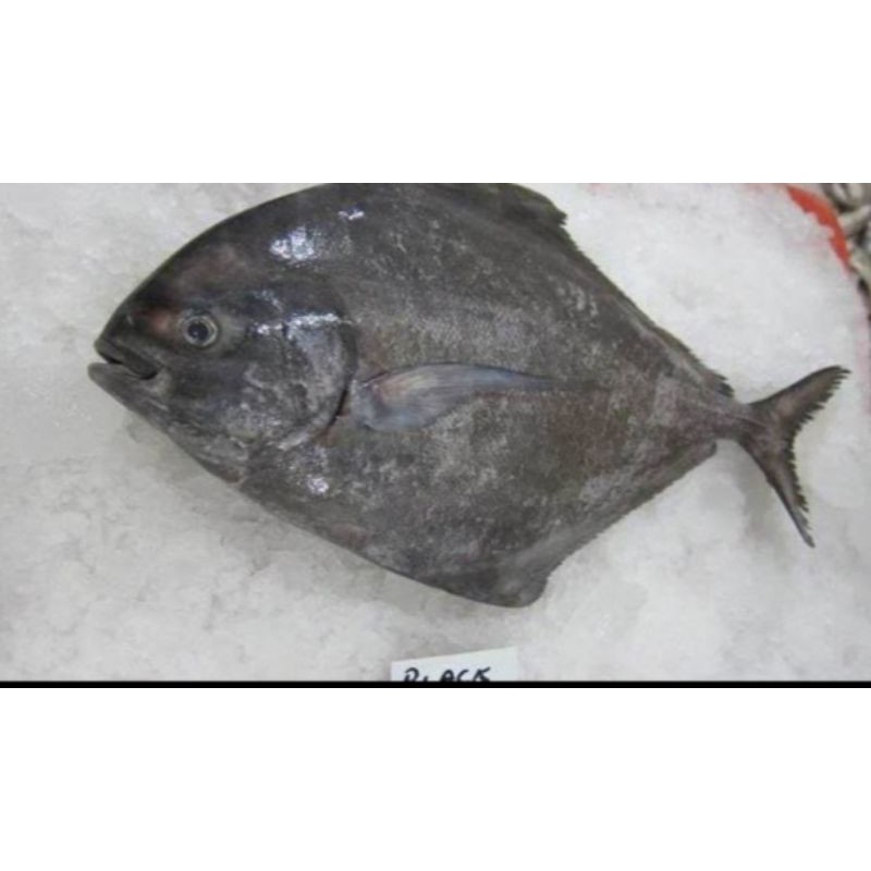 

ikan bawal hitam segar