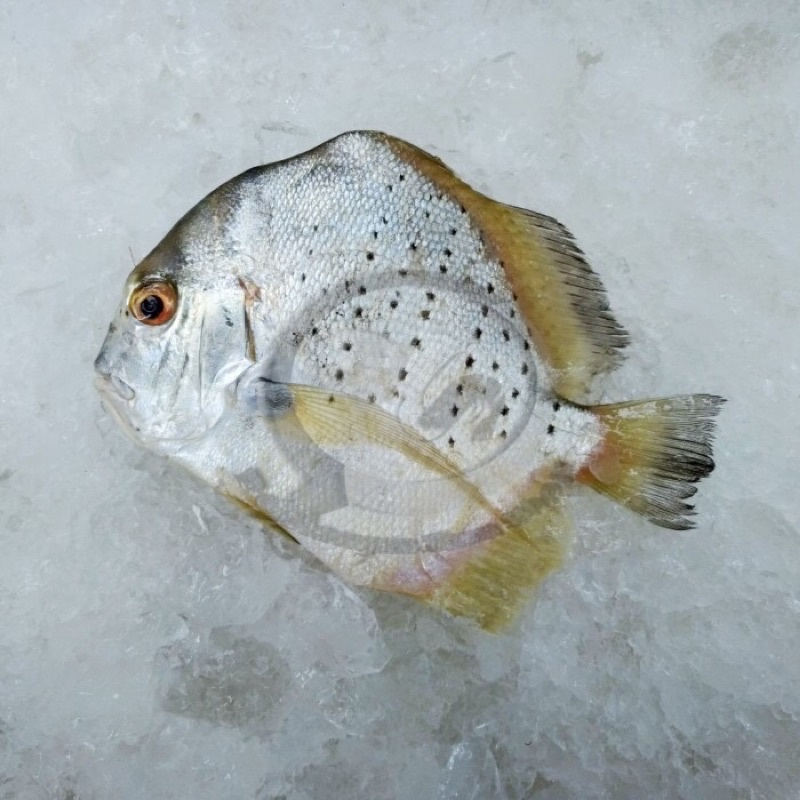 

Ikan Tapi Tapi segar @ 1 kg