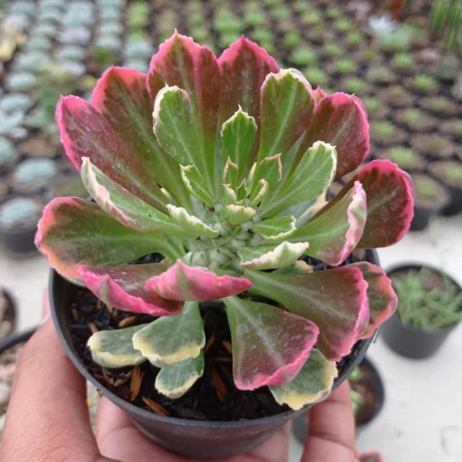 Kaktus Monadenium Stapeliodes | Monadenium Korea | Paketan Kaktus Sukulen Harga Murah Satuan Pilih J