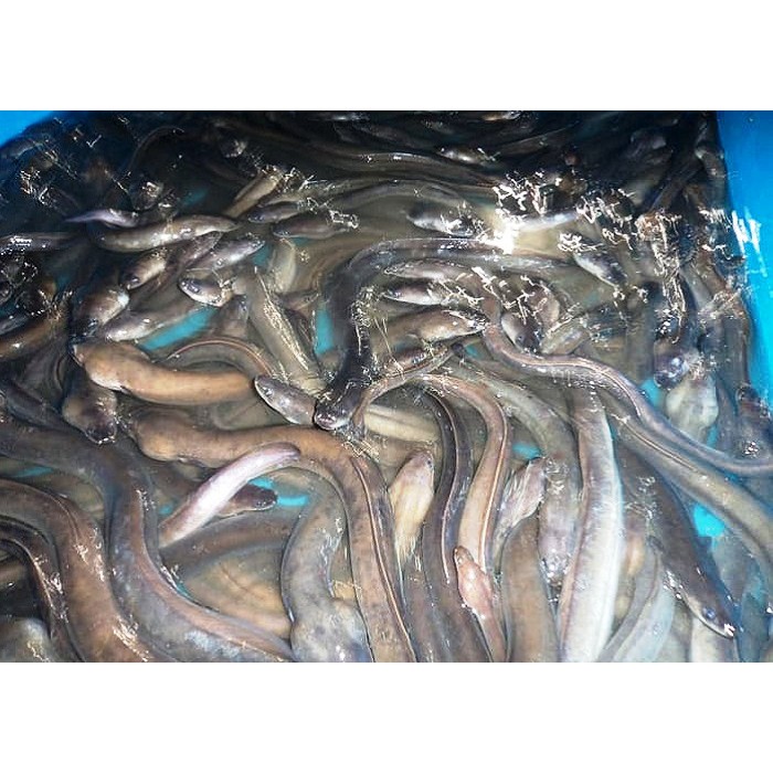 

Sidat Available Eel 1Kg - Anguilla Bicolor Terlaris