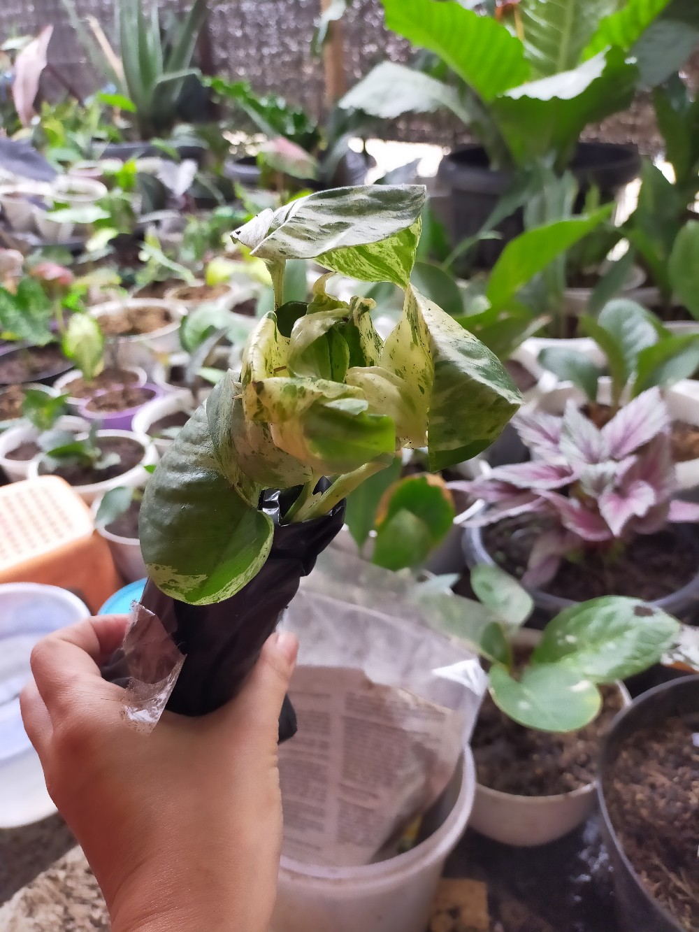 Tanaman Hias  Gantung Kribo