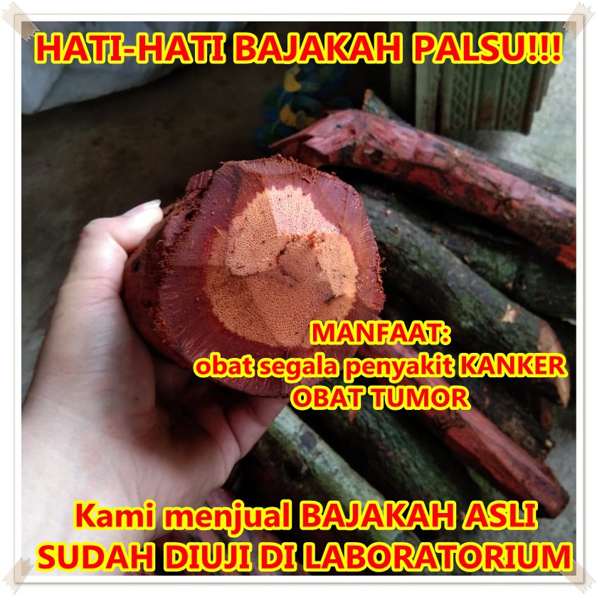 Kayu Bajakah Asli Original 1kg Obat Herbal Resmi Asli Kalimantan Obat Kanker Payudara Tumor Ampuh