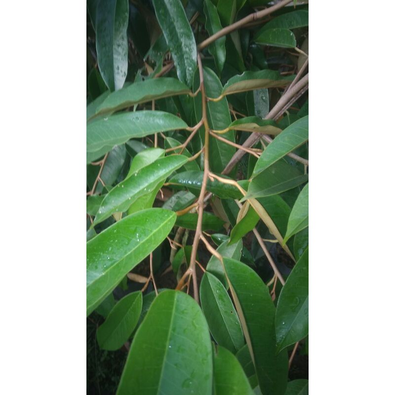 

bibit pohon durian