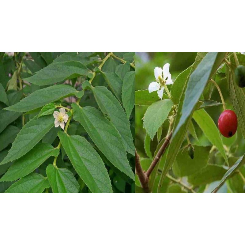 

Daun kersen/daun seri/talok/daun seri segar 200gr