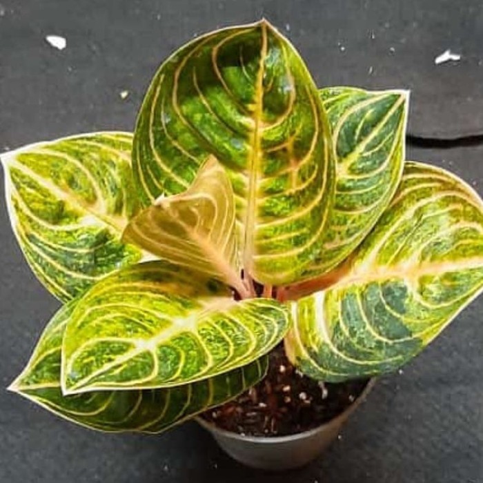 bonggol aglonema rinjani