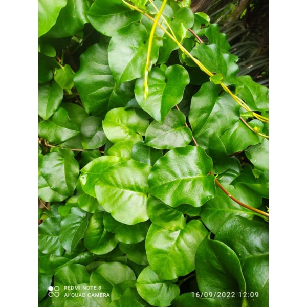 

BINAHONG HIJAU SEGAR 1.KG