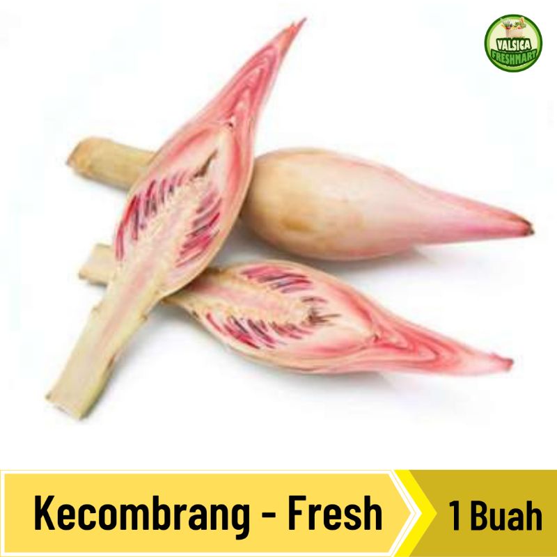 

Kecombrang / Honje
