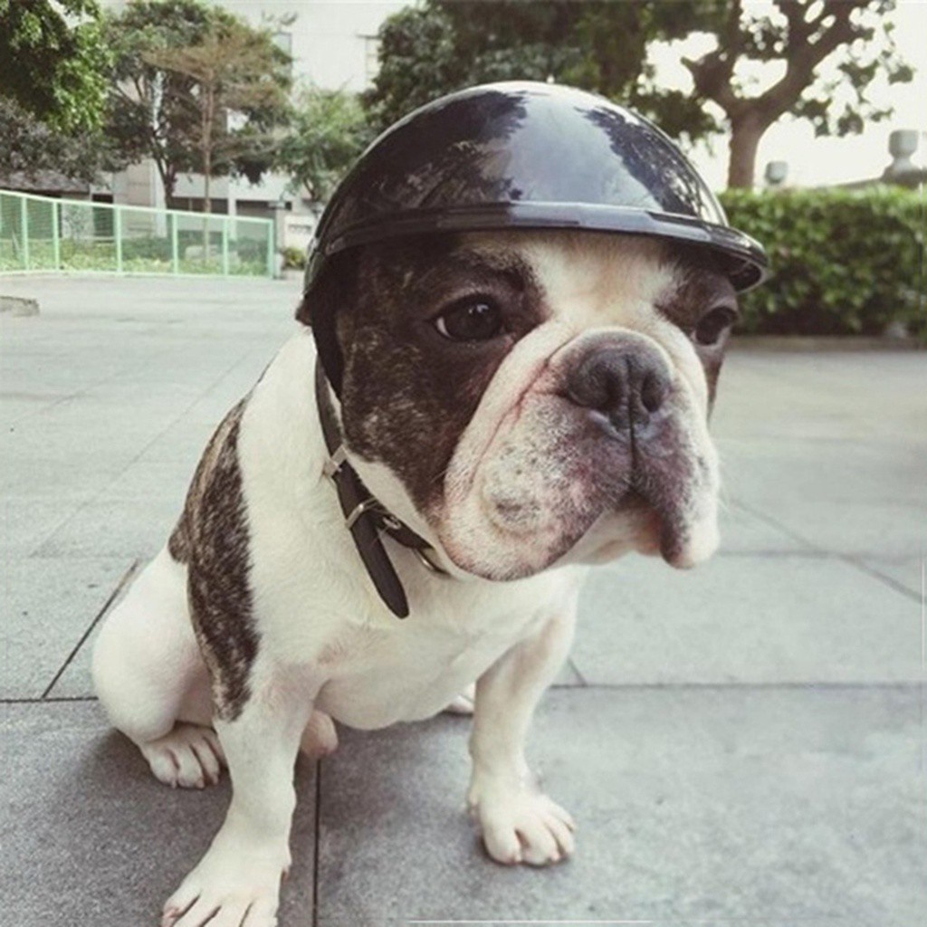 Quinton Helm Anjing / Kucing Peliharaan Untuk Berkendara Motor / Outdoor