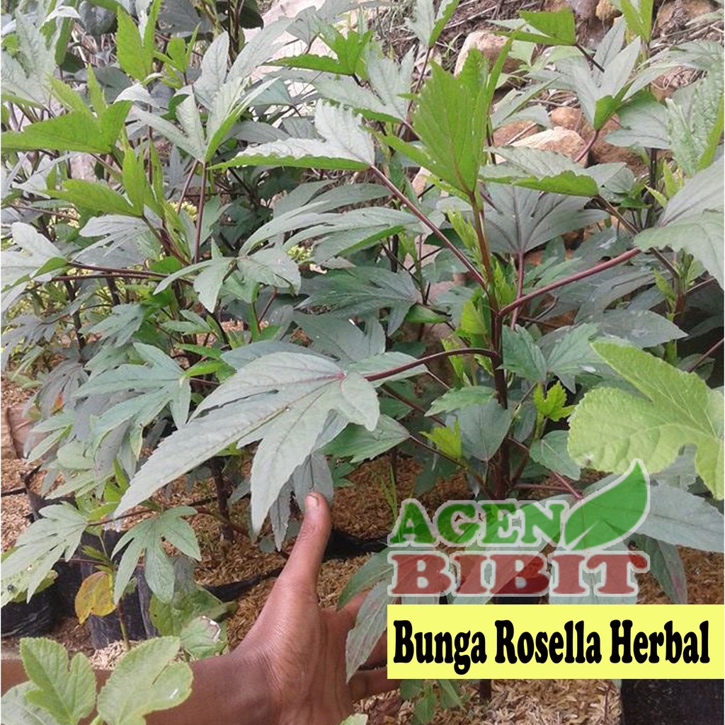 Jual Bibit Bunga Rosela Merah Pohon Rosella Atau Tanaman Obat Herbal