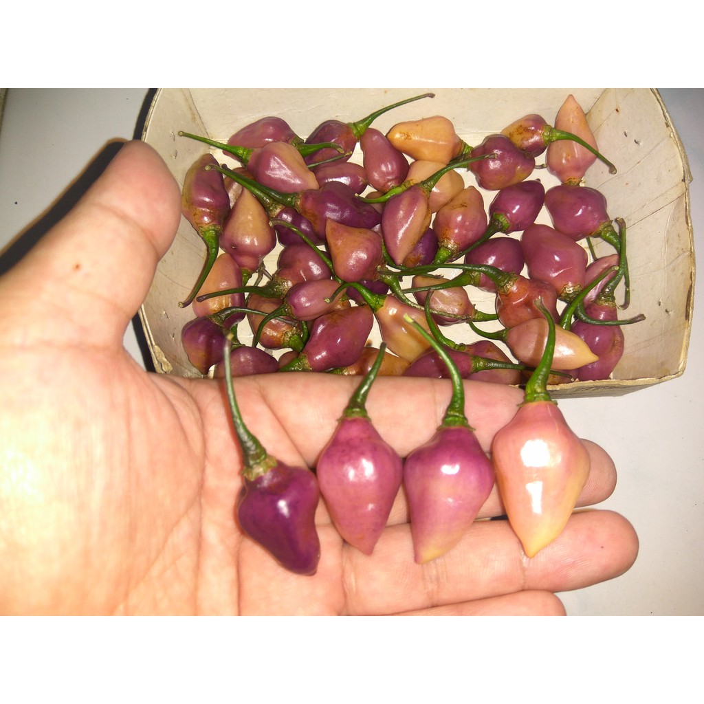 Benih Bibit Biji - Cabai Pink Chupetinho Cabe Susu Bali Merah Muda Pepper Seeds