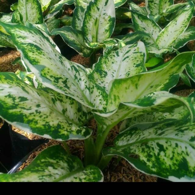 AGLONEMA SPARKL tanaman aglonema sparkle/ blanceng varigata