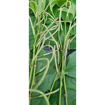 

Buah buah sereh serehan segar petik langsung per 400 grm