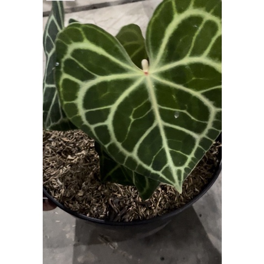 anthurium clarinervium manik merah