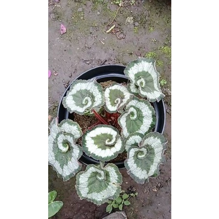 begonia keong jumbo...