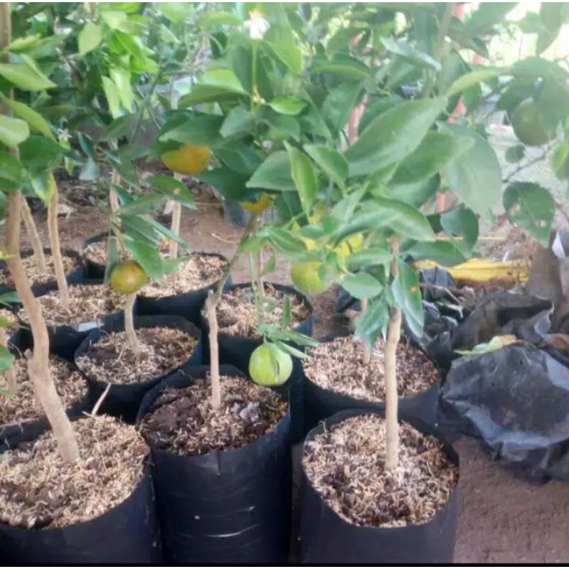 bibit buah jeruk keprok siem madu kondisi berbuah
