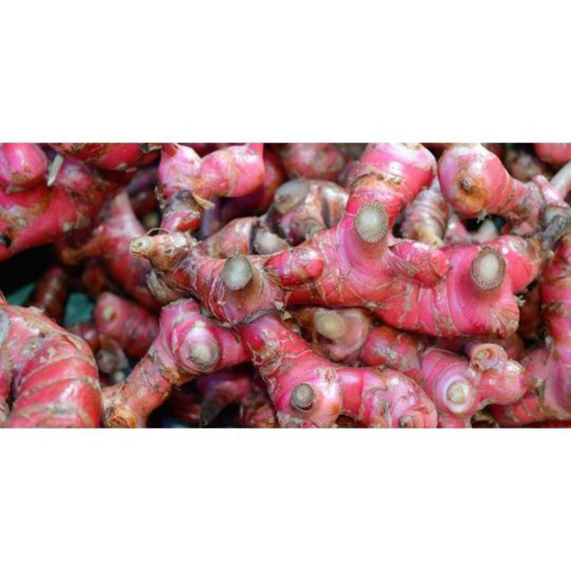 

jahe merah segar
