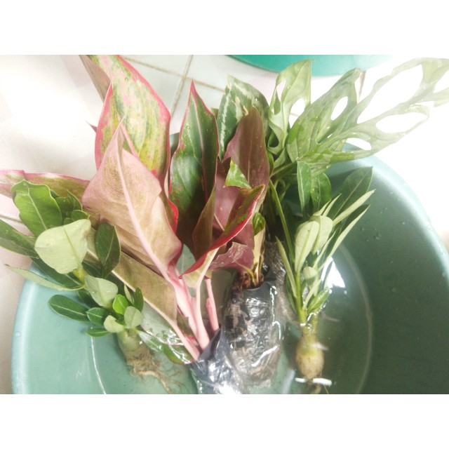 Adenium / Kamboja Jepang  Nomor 1-9 - Tanaman Hidup - Bibit Adenium Kamboja Jepang