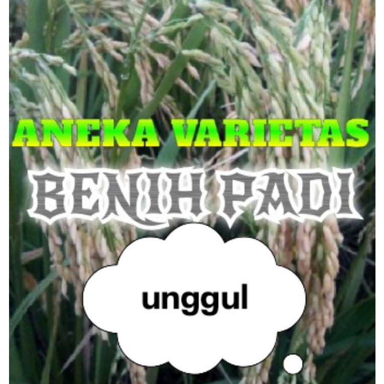 VARIETAS BENIH PADI UNGGUL 1 KG