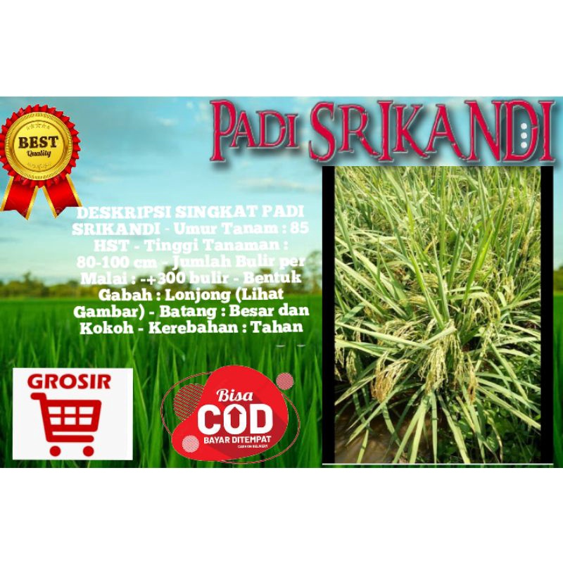 Benih padi srikandi 5kg