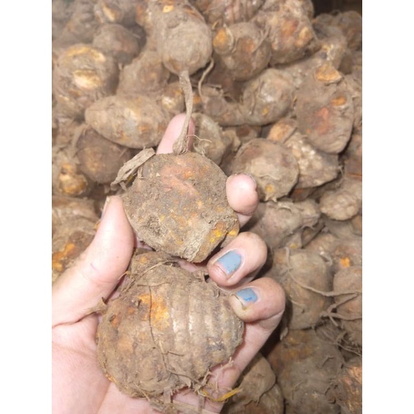 BIANG KUNYIT UKURAN  FRESH 1KG