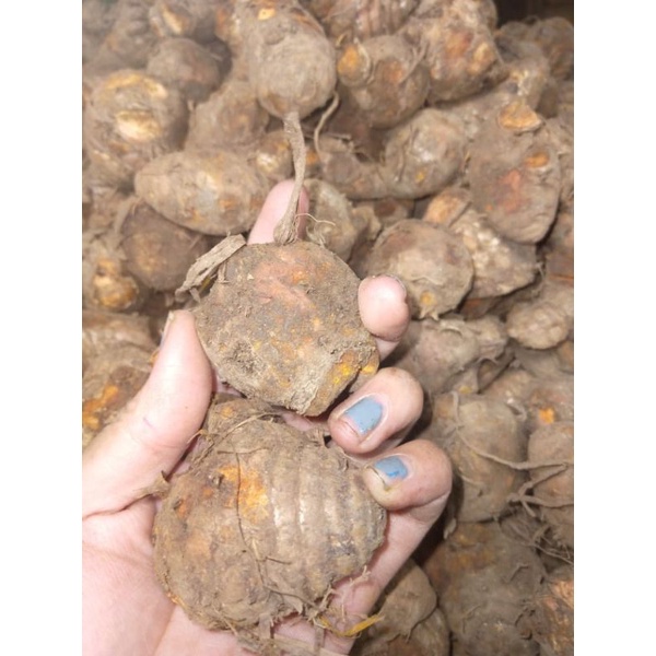 BIANG KUNYIT FRESH 1KG