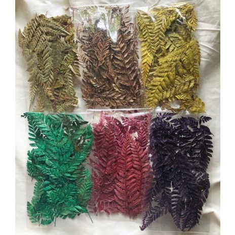 Dry Fern Leaves - Daun Pakis Kering (7-10pcs)