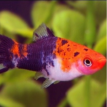 ikan hias sanke / platy three colors | shopee indonesia