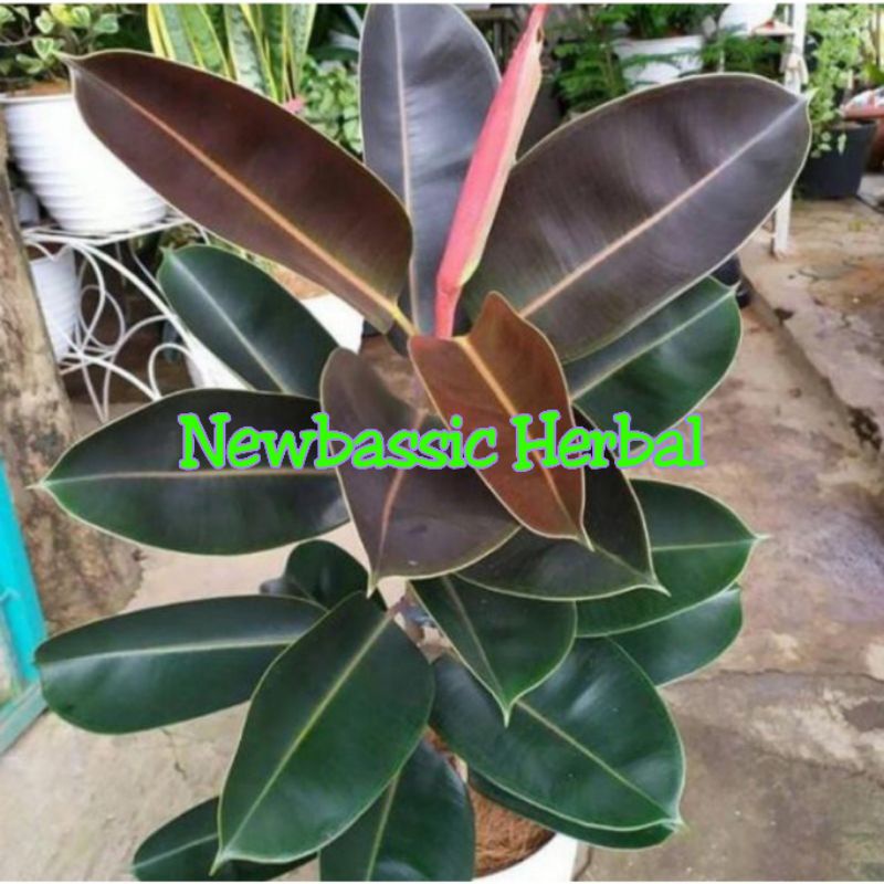

daun karet kebo ungu herbal alami
