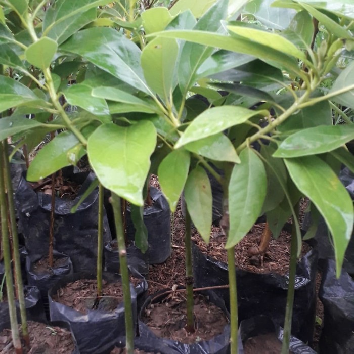 10 bibit alpukat mentega harga grosir