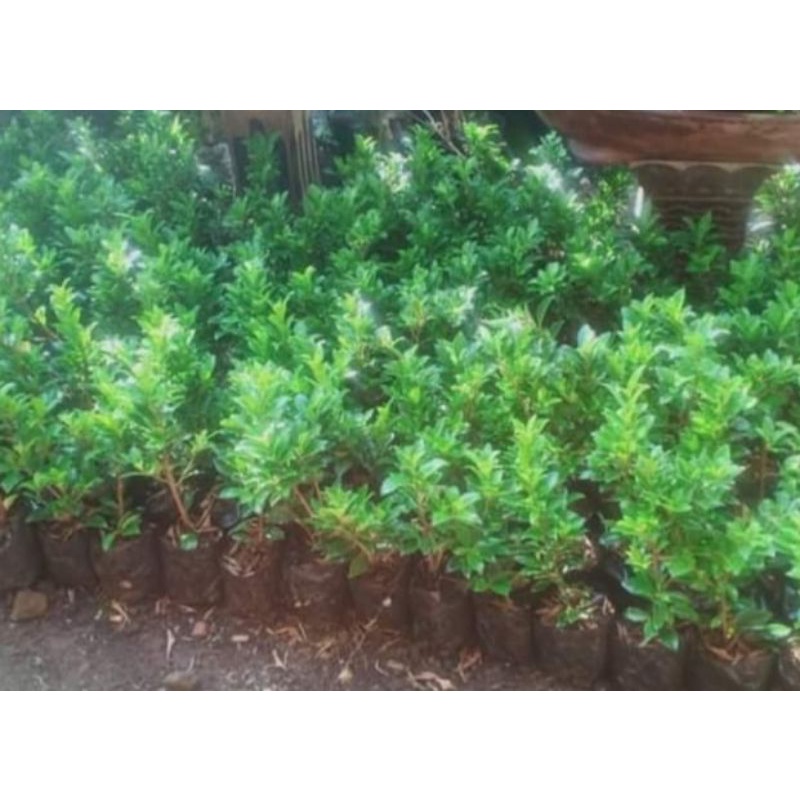 Bibit Tanaman Ficus Elegan