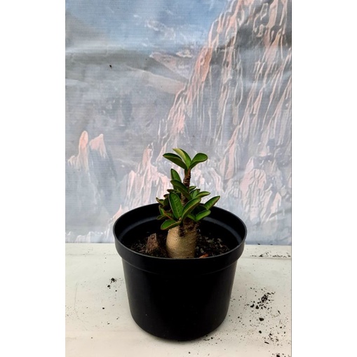 Adenium Godji x Black Widow