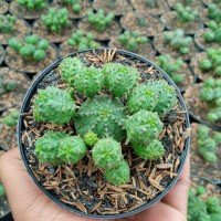 kaktus / euphorbia obesa x globosa / medium size
