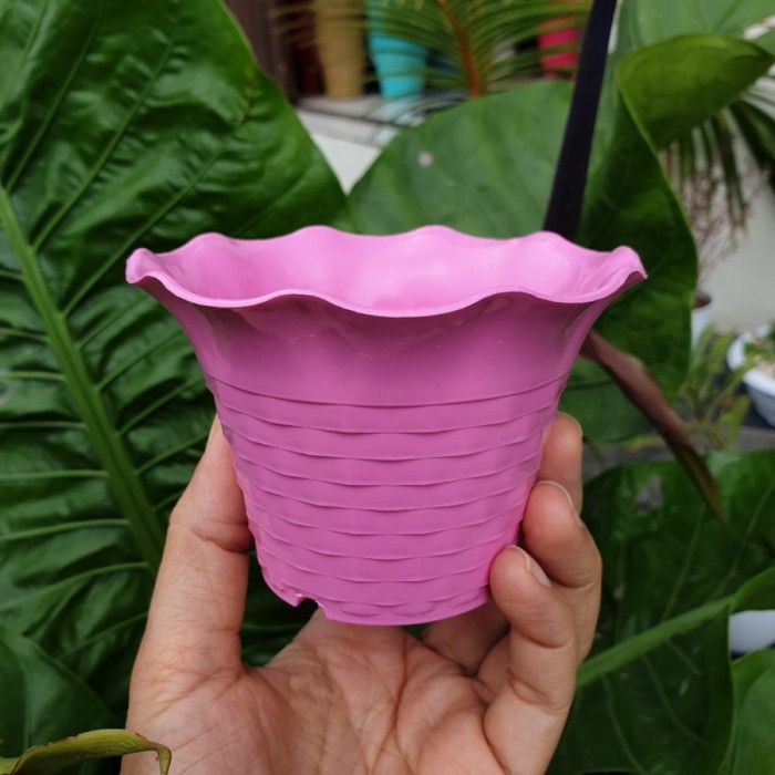 (LUSINAN) Pot Kecil SUN FLOWER MDN 10cm (12pcs) Pot Mini Pot Kaktus